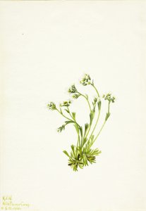 Saxifrage, 1924 by Mary Vaux Walcott