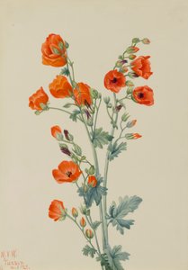 Scarlet Globe Mallow Sphaeralcea grossulariaefolia