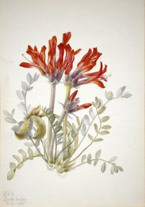 Scarlet Loco Astragalus coccineus