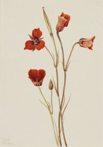 Scarlet Mariposa by Mary Vaux Walcott