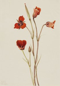 Scarlet Mariposa by Mary Vaux Walcott
