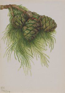 Sequoia (Sequoia gigantea)