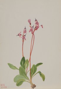 Shooting Star Dodecatheon hendersonii by Mary Vaux Walcott