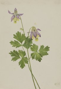 Shortspur Columbine Aquilegia brevistyla, 1907 by Mary Vaux Walcott