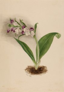 Showy Orchids, 1885