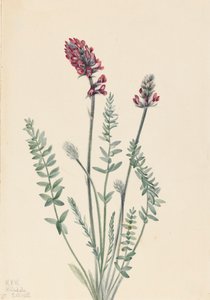 Showy Oxytrope Oxytropis Splendens