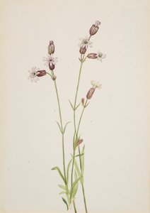 Silene multicaulis