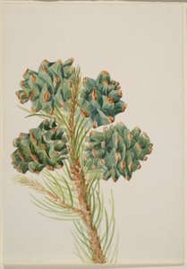 Single-Leaf Pine by Mary Vaux Walcott