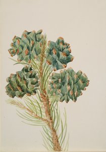 Single-Leaf Pine