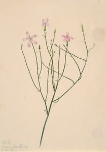 Skeleton Flower Lygodesmia juncea, 1923