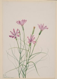 Skeleton Weed by Mary Vaux Walcott