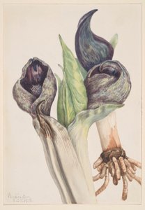 Skunk Cabbage by Mary Vaux Walcott