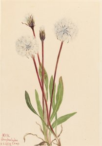 Slender Agoseris