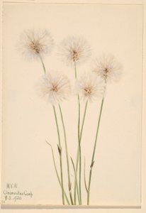 Slender Cotton-Grass (Eriophorum chamissonis) by Mary Vaux Walcott