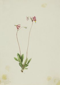 Slender Shootingstar by Mary Vaux Walcott
