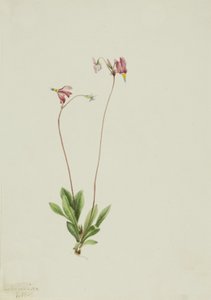 Slender Shootingstar Dodecatheon Pauciflorum by Mary Vaux Walcott