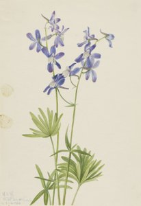 Slim Larkspur by Mary Vaux Walcott