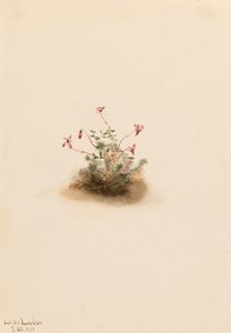 Small Cranberry Oxycoccus palustris by Mary Vaux Walcott