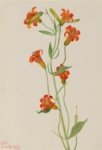 Small Tiger Lily Lilium parvum, 1933