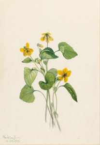 Smooth Yellow Violet