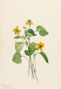 Smooth Yellow Violet Viola eriocarpa