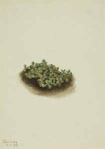 Snow Willow by Mary Vaux Walcott