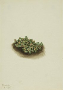 Snow Willow Salix nivalis by Mary Vaux Walcott