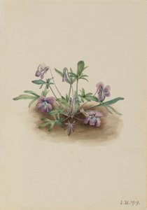 Southern Coast Violet (Viola Septemloba) by Mary Vaux Walcott