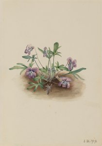 Southern Coast Violet Viola septemloba by Mary Vaux Walcott