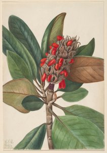 Southern Magnolia by Mary Vaux Walcott