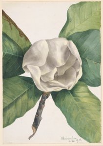 Southern Magnolia (Magnolia grandiflora) by Mary Vaux Walcott