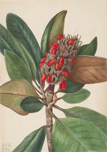 Southern Magnolia Magnolia grandiflora
