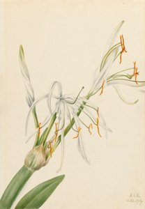 Spider Lily