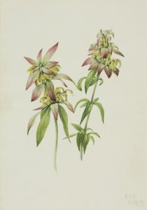 Spotted Bee Balm