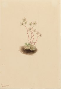 Spotted Saxifrage Saxifraga Bronchialis by Mary Vaux Walcott