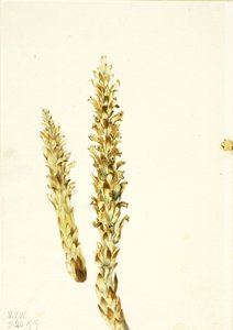 Squawroot Conopholis americana by Mary Vaux Walcott