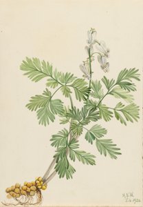 Squirrel Corn by Mary Vaux Walcott