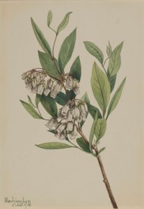 Stagger-Bush by Mary Vaux Walcott