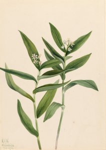 Star Solomonplume