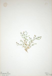 Stelleria leata by Mary Vaux Walcott