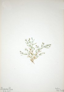Stelleria Leata, 1917 by Mary Vaux Walcott