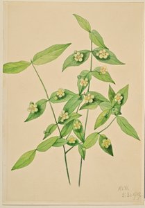 Strawberry Bush (Euonymus americanus) by Mary Vaux Walcott