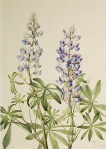 Sun Dial Lupine by Mary Vaux Walcott