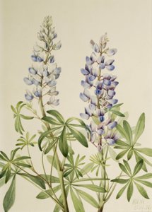 Sun Dial Lupine Lupinus perennis