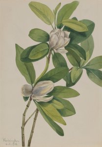 Swamp Magnolia (Magnolia virginiana)