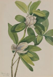Swamp Magnolia, 1918