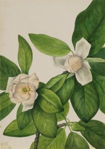 Sweetbay Magnolia