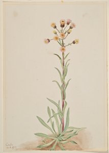 Tall Fleabane by Mary Vaux Walcott