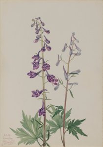 Tall Larkspur