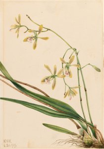 Tampa Epidendrum by Mary Vaux Walcott